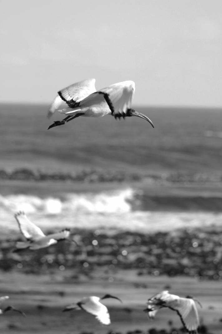 Les ailes du désir 